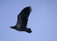 Immature Bald Eagle CM-11-10