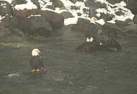Bald Eagle CM-11-11