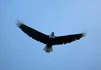 Bald Eagle CM-11-12
