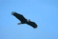 Bald Eagle CM-11-13