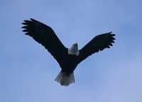 Bald Eagle CM-11-14