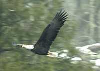 Bald Eagle CM-11-15