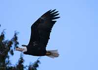 Bald Eagle CM-11-16