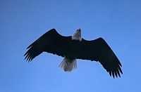 Bald Eagle CM-11-17