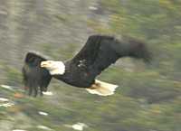 Bald Eagle CM-11-18