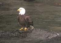 Bald Eagle CM-11-19