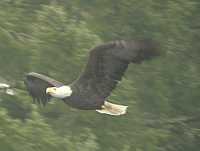Bald Eagle CM-11-20
