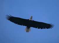 Bald Eagle CM-11-21