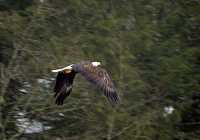 Bald Eagle CM-11-22