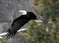 Bald Eagle CM-11-23