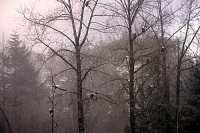 Bald Eagles CM-11-24