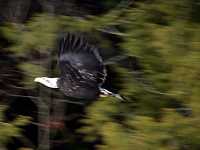 Bald Eagle CM-11-25
