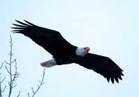 Bald Eagle CM-11-26
