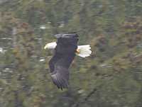 Bald Eagle CM-11-27