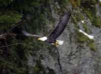 Bald Eagle CM-11-28