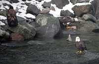 Bald Eagle CM-11-29