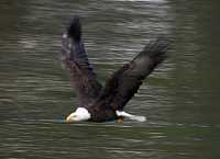 Bald Eagle CM-11-30