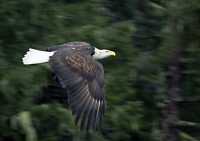 Bald Eagle CM-11-31