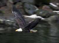Bald Eagle CM-11-32