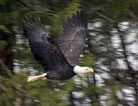 Bald Eagle CM-11-33