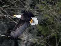 Bald Eagle CM-11-34