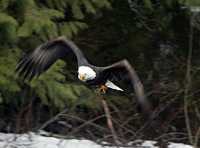 Bald Eagle CM-11-35
