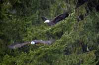 Bald Eagles CM-11-36