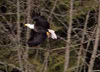 Bald Eagle CM-11-37
