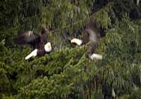 Bald Eagles CM-11-38