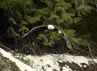 Bald Eagle CM-11-39