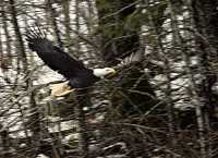 Bald Eagle CM-11-40