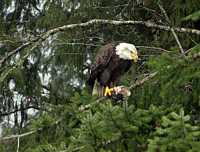 Bald Eagle Feeding on Salmon CM-11-41