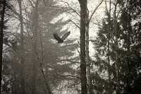 Bald Eagle CM-11-42