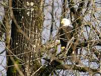 Bald Eagle CM-11-43