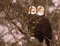 Two Headed Bald Eagle! CM-11-45