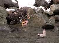 Young Bald Eagle Feeding on Salmon CM-11-47