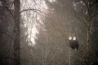 Bald Eagles CM-11-48