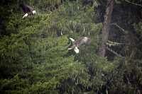 Bald Eagles CM-11-49