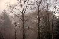 Bald Eagles CM-11-50