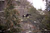 Bald Eagle CM-11-51
