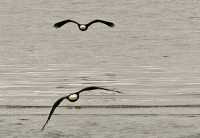 Bald Eagles, British Columbia, Canada CM-18