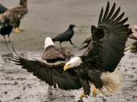 Bald Eagle, British Columbia, Canada CM-09