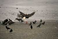 Bald Eagle, British Columbia, Canada CM-08