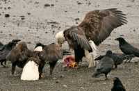 Bald Eagle, British Columbia, Canada CM-07