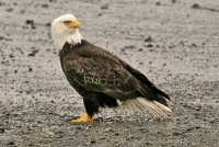 Bald Eagle, British Columbia, Canada CM-06