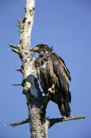 Juvenile Bald Eagle, British Columbia, Canada CM-24