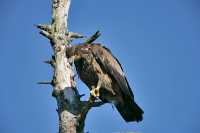 Juvenile Bald Eagle, British Columbia, Canada CM-23