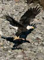 Bald Eagle With Salmon, Squamish, British Columbia, Canada CM11-15