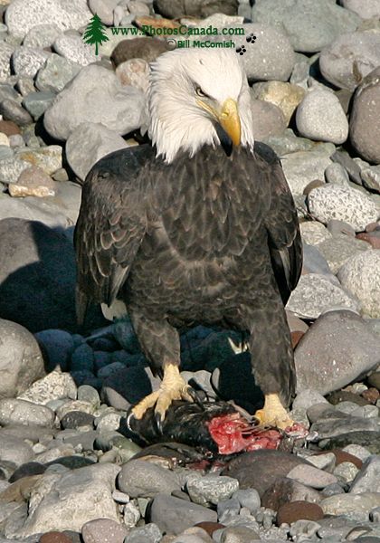 PhotosCanada Gallery Bald Eagles Eating Salmon Squamish 