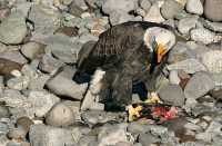 Bald Eagle Feeding On Salmon, Squamish, British Columbia, Canada CM11-10